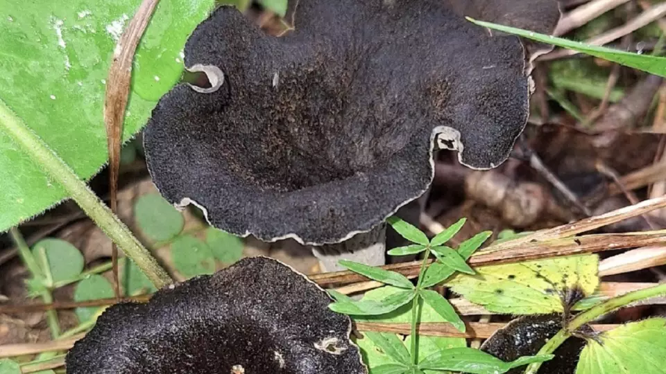 Жительница Свердловской области обнаружила редкие грибы в Берёзовском районе
