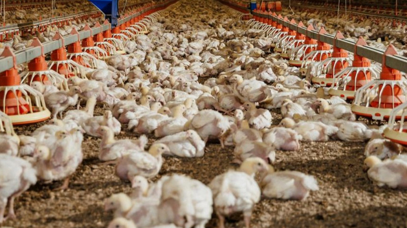 Уральская птицефабрика нарастит производство на 1,3 тыс. тонн ежегодно