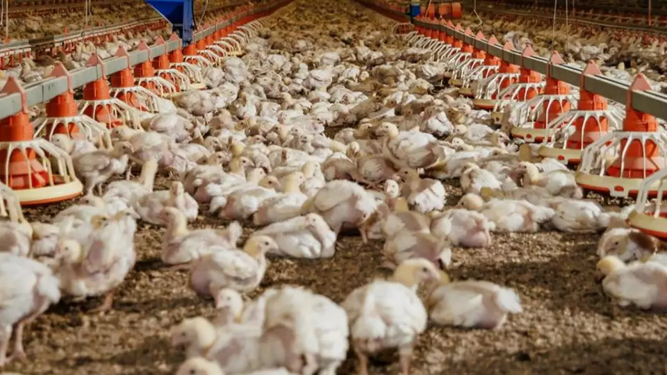 Уральская птицефабрика нарастит производство на 1,3 тыс. тонн ежегодно