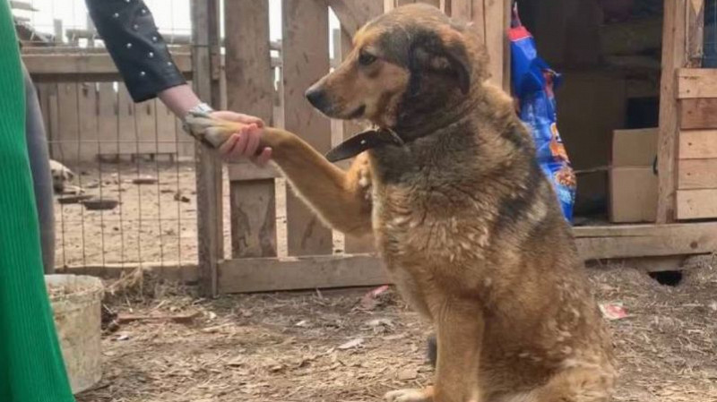 Фестиваль в поддержку бездомных животных пройдёт в Екатеринбурге