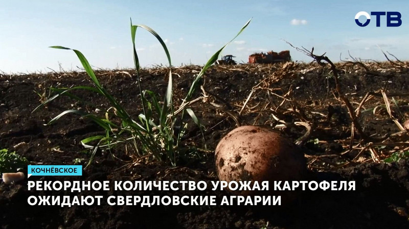 Рекордное количество урожая картофеля ожидают свердловские аграрии