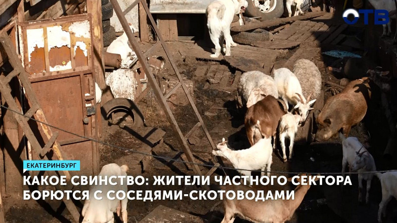 Жители частного сектора борются с соседями-скотоводами