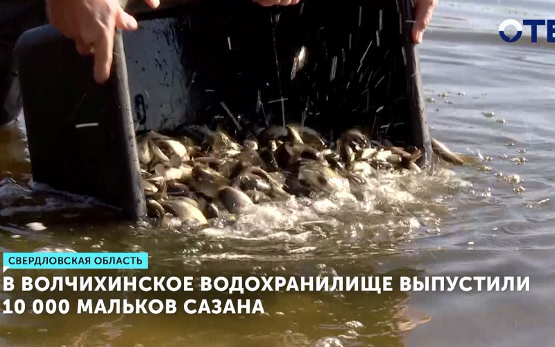 В Волчихинское водохранилище выпустили 10 000 мальков сазана