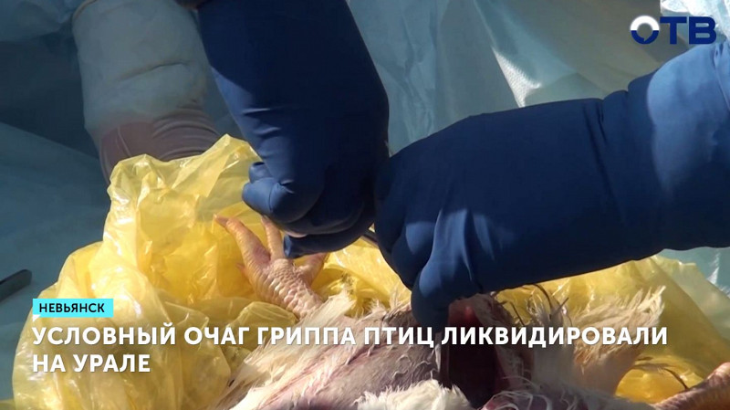 Условный очаг гриппа птиц ликвидировали на Урале