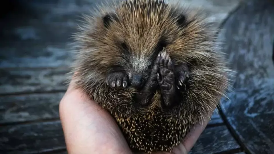 Памятные монеты «Ежик в тумане» выпустили в России