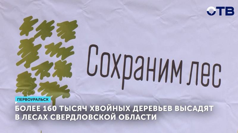 Более 160 тысяч хвойных деревьев высадят в лесах Свердловской области