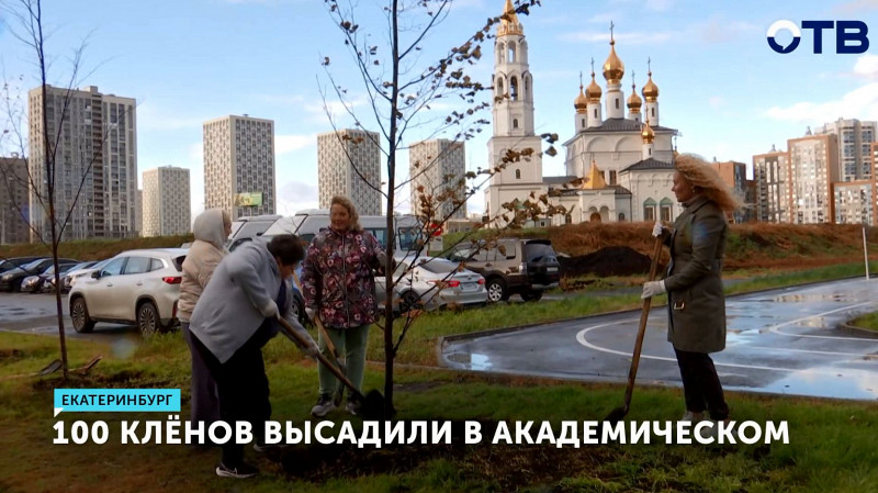 100 клёнов высадили в Академическом районе Екатеринбурга