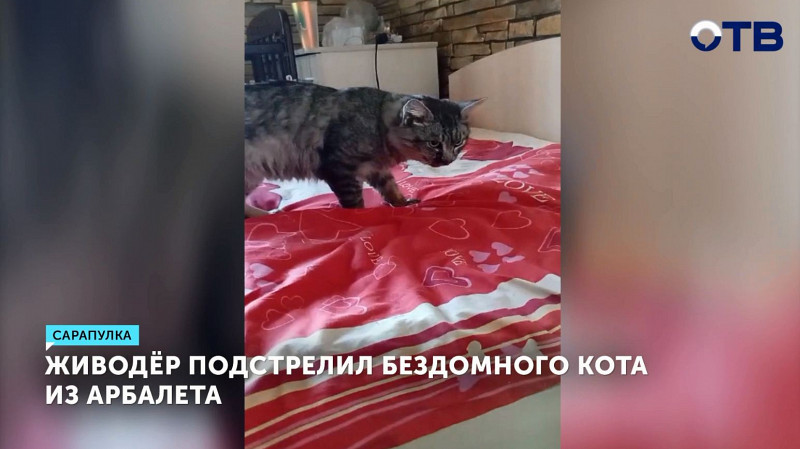 Живодёр подстрелил бездомного кота из арбалета