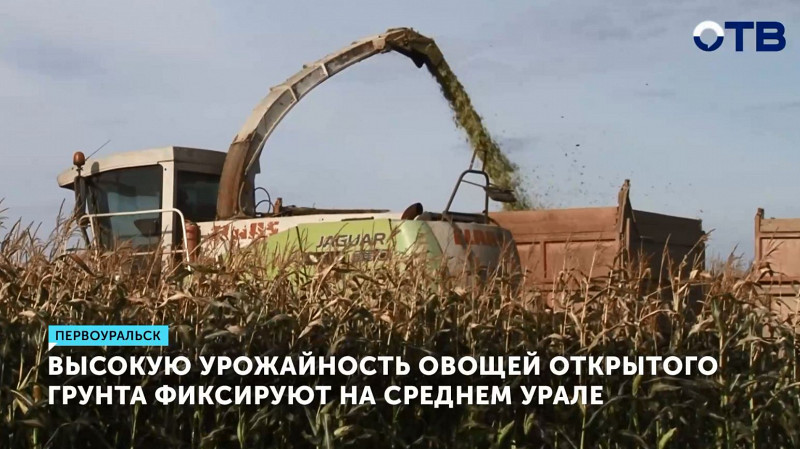 Высокую урожайность овощей открытого грунта фиксируют на Среднем Урале