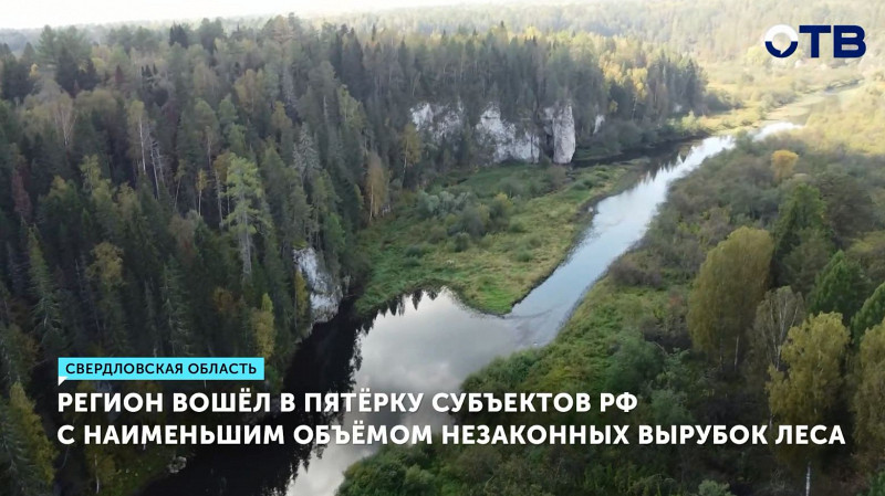 Свердловская область вошла в пятёрку субъектов РФ с наименьшим объёмом незаконных вырубок леса