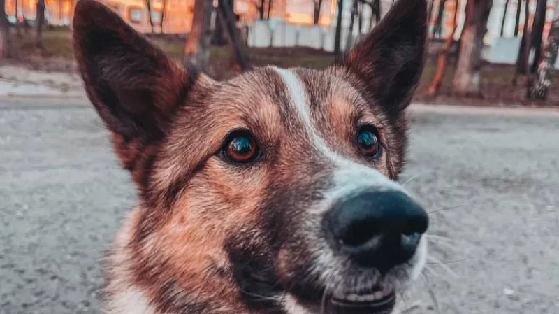 Кинолог оценил пользу «детских садов» для собак