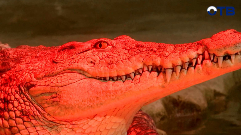 «Верный отличник» исполнил мечту школьников из Берёзовского