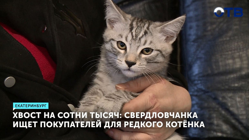 Свердловчанка ищет покупателей для редкого котёнка