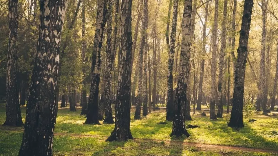 Березовая роща в Академическом уменьшится на 40% из-за строительства