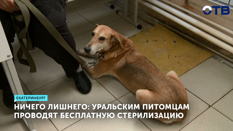 Питомцам уральцев проводят бесплатную стерилизацию