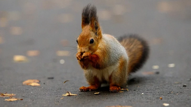 Как правильно кормить белок: советы эксперта о безопасности и диете