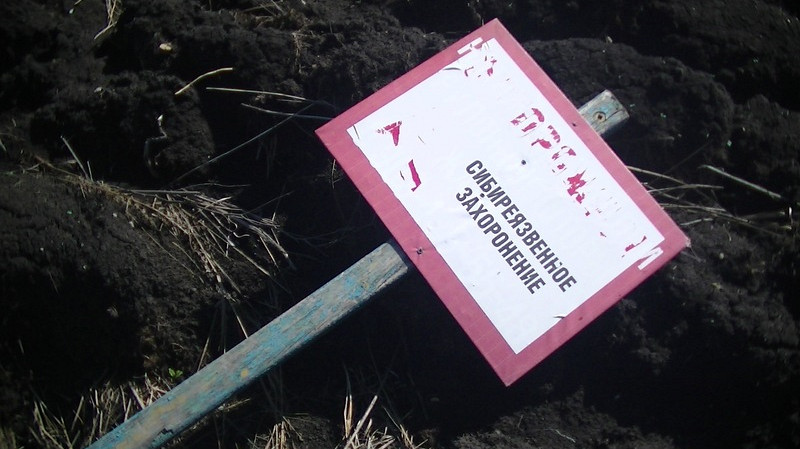 На Урале обнаружили неогороженный скотомогильник