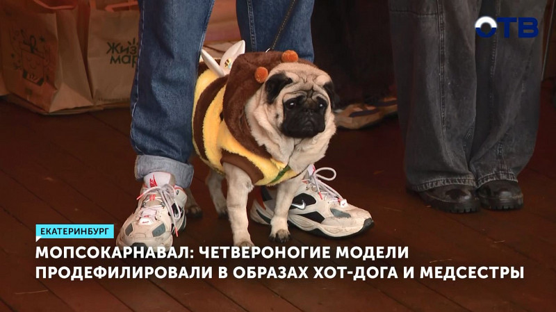 Мопсы продефилировали в образах хот-дога и медсестры
