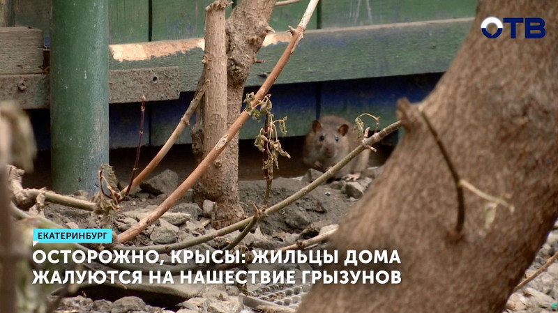 Жильцы дома жалуются на нашествие грызунов в центре Екатеринбурга