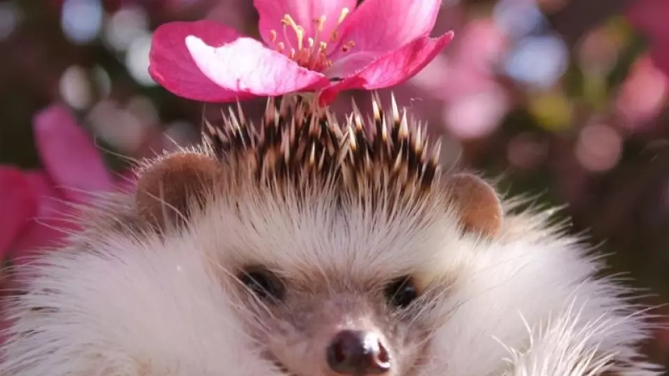 Ежи под угрозой исчезновения в мире