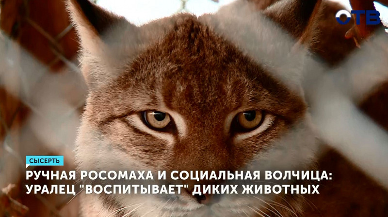 Ручная росомаха и социальная волчица: уралец «воспитывает» диких животных