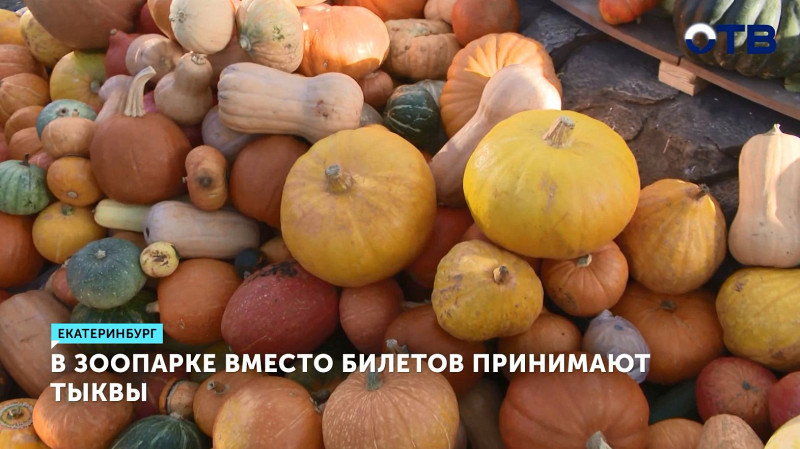 В Екатеринбургском зоопарке сегодня вместо билетов принимали тыквы