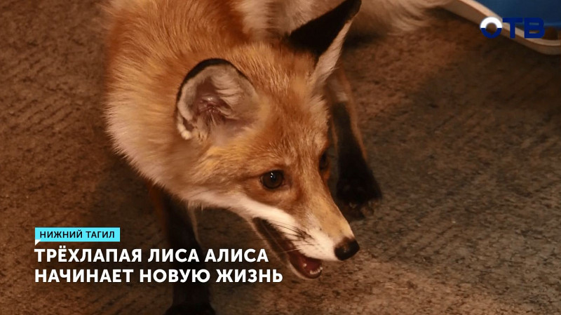 Трёхлапая лиса Алиса начинает новую жизнь