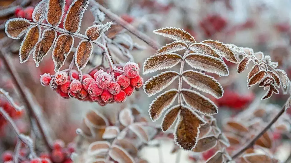 Потепление ожидается в Свердловской области на выходных
