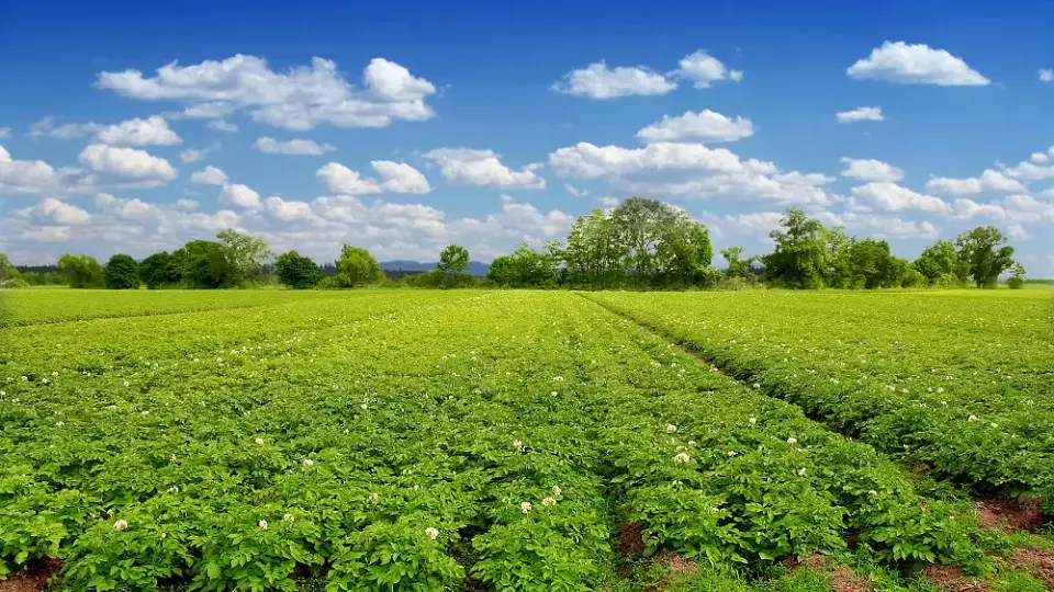 Уральские аграрии собрали рекордный урожай зерна и картофеля