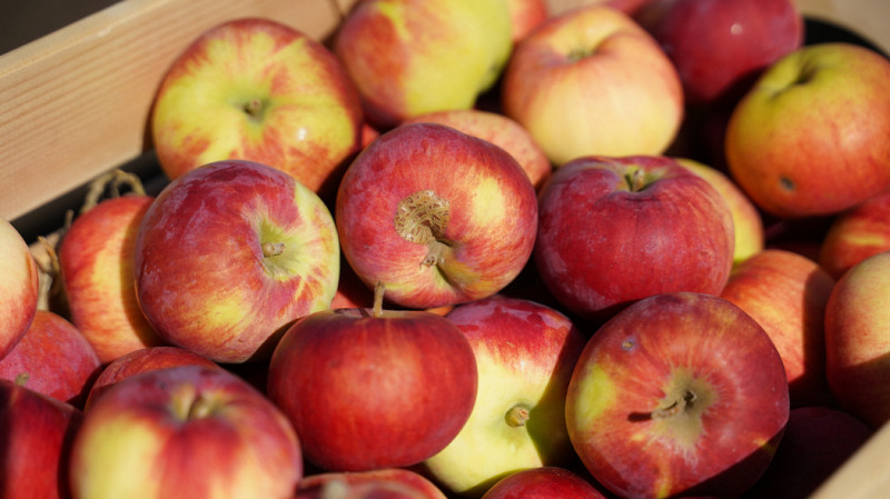 Новый сорт яблони «Данила» зарегистрирован в России