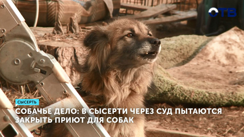 В Сысерти через суд пытаются закрыть приют для собак