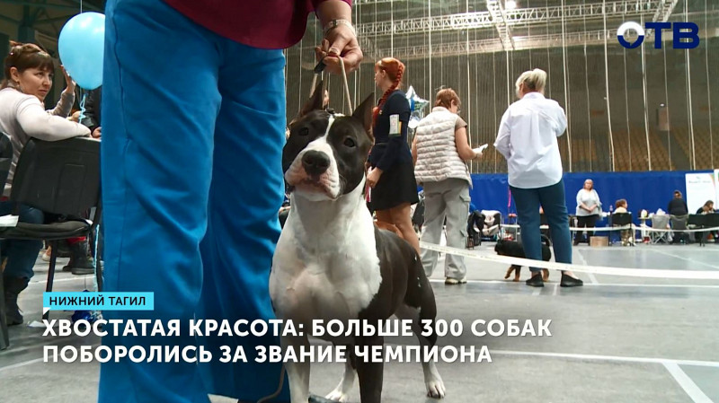 Больше 300 собак поборолись за звание чемпиона Российской кинологической федерации