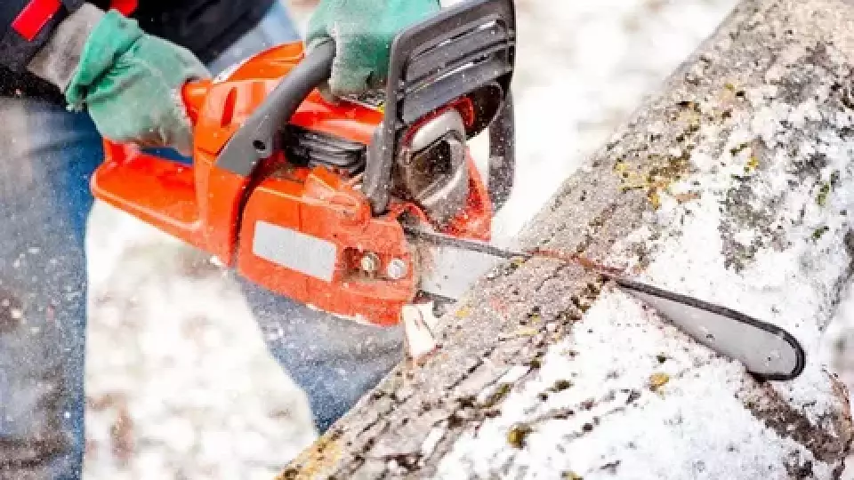 Житель Алапаевска выплатит 1,5 млн за незаконную вырубку леса