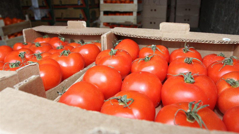 18 тонн зараженных томатов уничтожили в Екатеринбурге