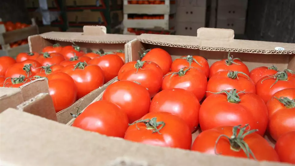 18 тонн зараженных томатов уничтожили в Екатеринбурге
