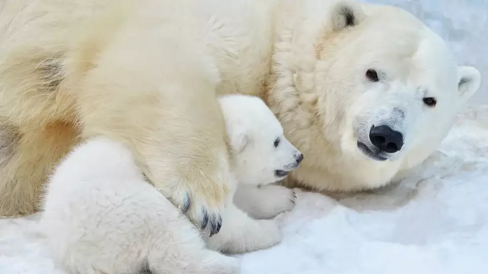 17 белых медведей насчитали на Ямале