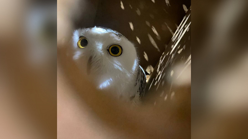 В Екатеринбург приехала полярная сова