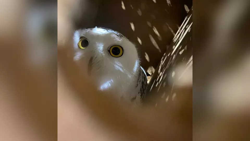 В Екатеринбург приехала полярная сова
