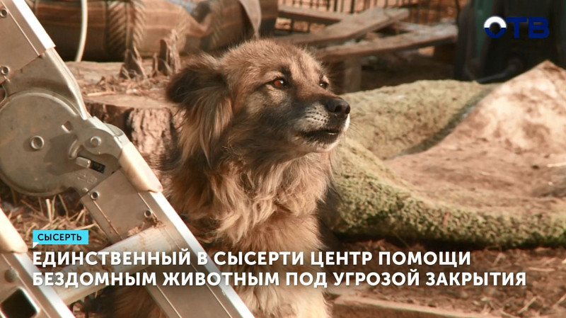 Единственный в Сысерти центр помощи бездомным животным под угрозой закрытия