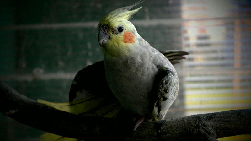 650 попугаев из Киргизии приземлились в Екатеринбурге