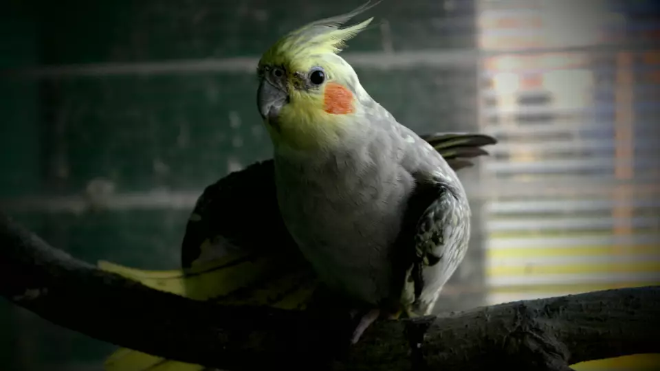 650 попугаев из Киргизии приземлились в Екатеринбурге