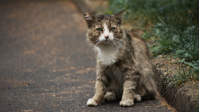 В России может появиться единый реестр питомцев