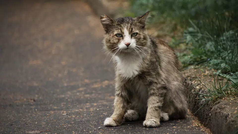 В России может появиться единый реестр питомцев