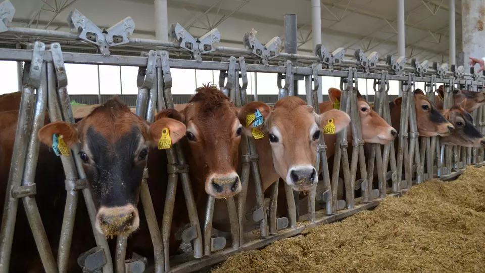 В Нижегородской области обнаружили фиктивную ферму