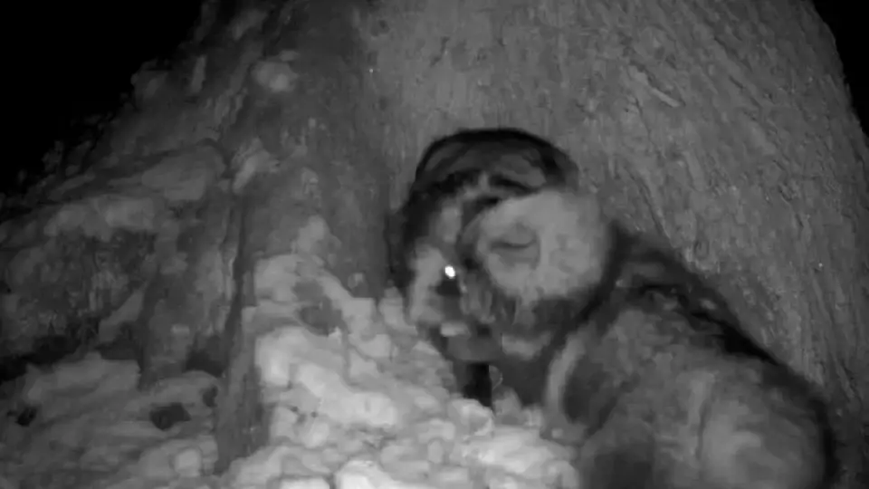 Драка енотовидных собак в заповеднике попала на видео