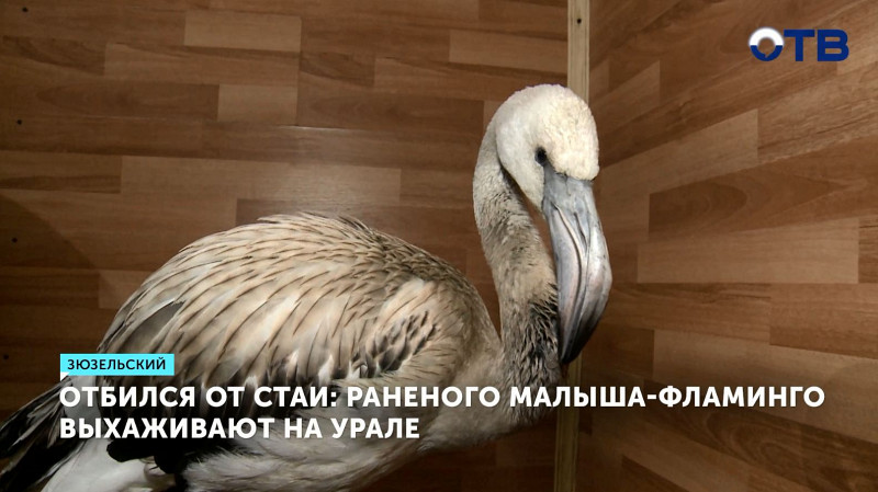 Отбился от стаи: раненого малыша-фламинго выхаживают на Урале