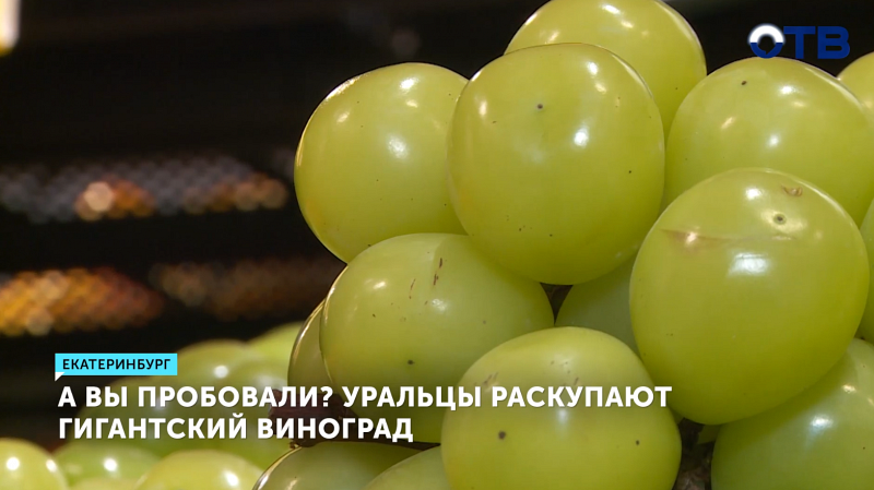 Уральцы раскупают гигантский виноград