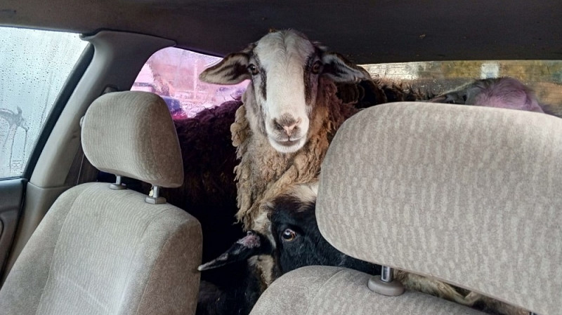 В Омской области задержали машину с баранами