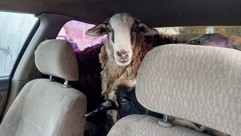 В Омской области задержали машину с баранами