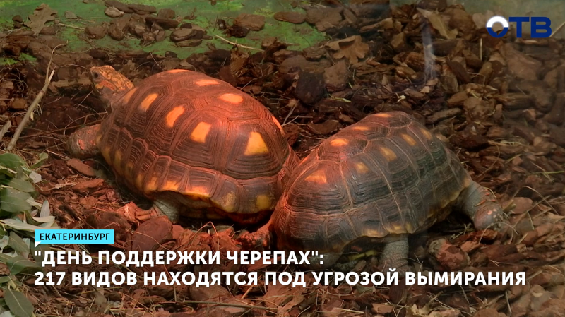 День поддержки черепах отмечают сегодня во всём мире